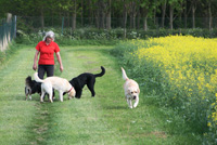One of our two secure off-lead dog exercise areas.